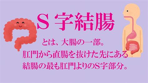 今さら聞けない「S字結腸」について解説！傑作結腸。